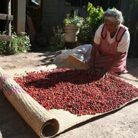 fair-trade-coffee-beans-drying
