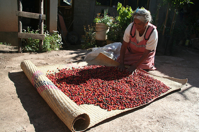 fair-trade-coffee-beans-drying