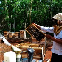 monsanto-apicultores-Yuc
